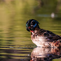 Wood Duck