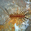 House centipede - Strašník dalmatský