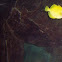 Yellow Tang
