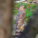 Cooper's Hawk