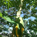 Papaya fruit