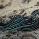 Western Ribbon Snake