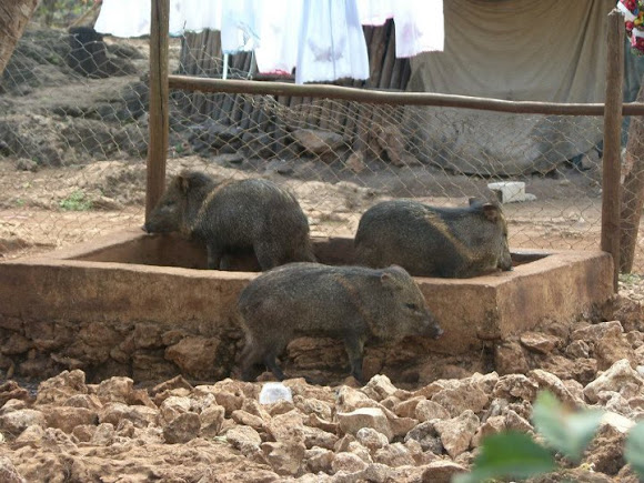 Spotting Image 1
