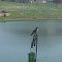 Tree swallow