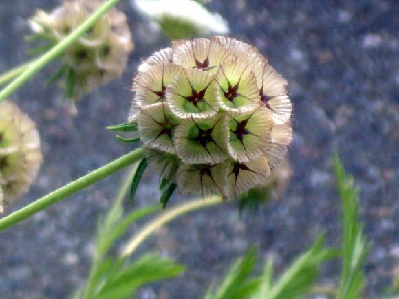 Spotting Image 1