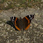 Red admiral butterfly