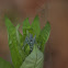 Eastern bluestar