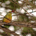 Olive-backed Euphonia