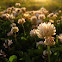 Clover