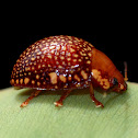 Dotted-lines Leaf Beetle