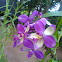 Orchid (Spathoglottis)