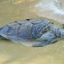 Green Sea Turtle