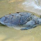 Green Sea Turtle