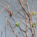 Baltimore Oriole