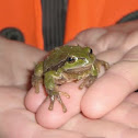 European Tree Frog