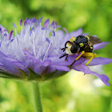 Muscomorpha ?