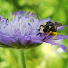 Muscomorpha ?
