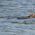 Grey Seal