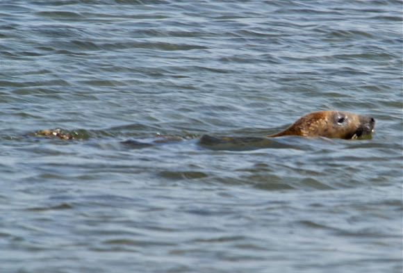 Spotting Image 1
