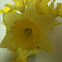 Daffodil