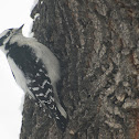 Downy Woodpecker