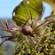 Morning glory seed-pod