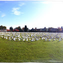 Snow Goose