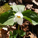 Snow Trillium