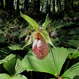 Wild Orchids