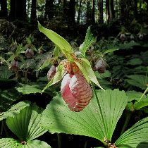 Wild Orchids
