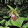 Wild Orchids
