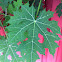 Papaya
