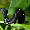 Fruit Piercing Moth