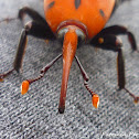 red palm weevil