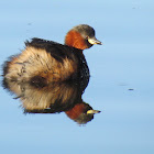 Little Grebe (Dabchick)