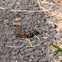Mourning Cloak
