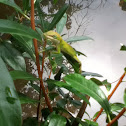 Green Anole