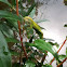 Green Anole