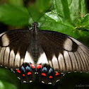 Orchard Swallowtail Butterfly