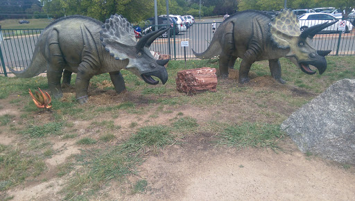 Two Triceratops