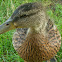 Mallard