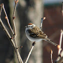 Chipping Sparrow