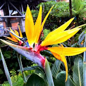 Paradise bird
