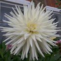 Dahlia