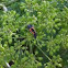 Larvae lady bug