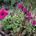 Petunias  (volunteered)