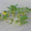 sea rocket