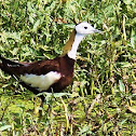 Pheasant-tailed Jacana