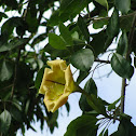 Cup of Gold Vine