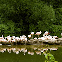 American Flamingo